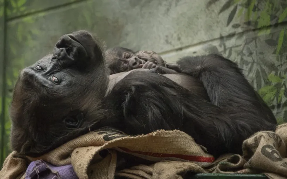 Mjukuu holding her newborn