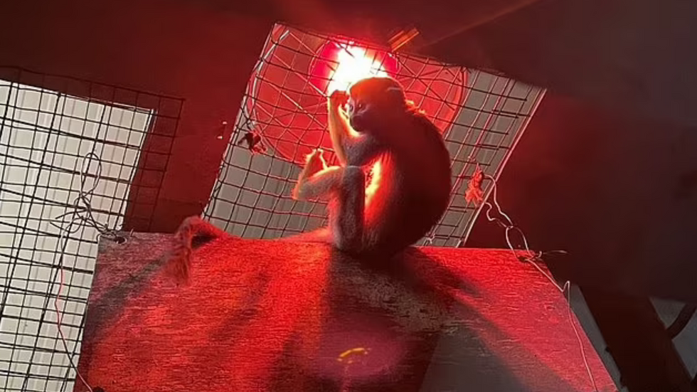 Monkey by heat lamp