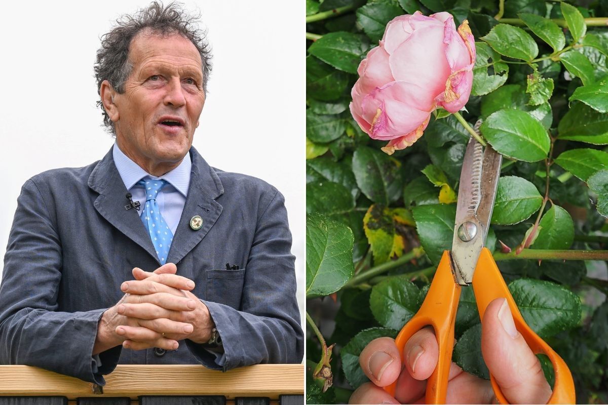 MONTY DON AND ROSE STOCK IMAGE