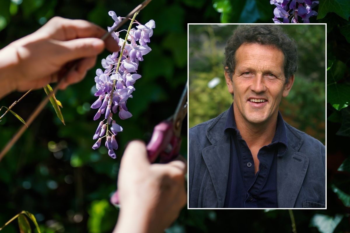 monty don and stock image of trimming wisteria