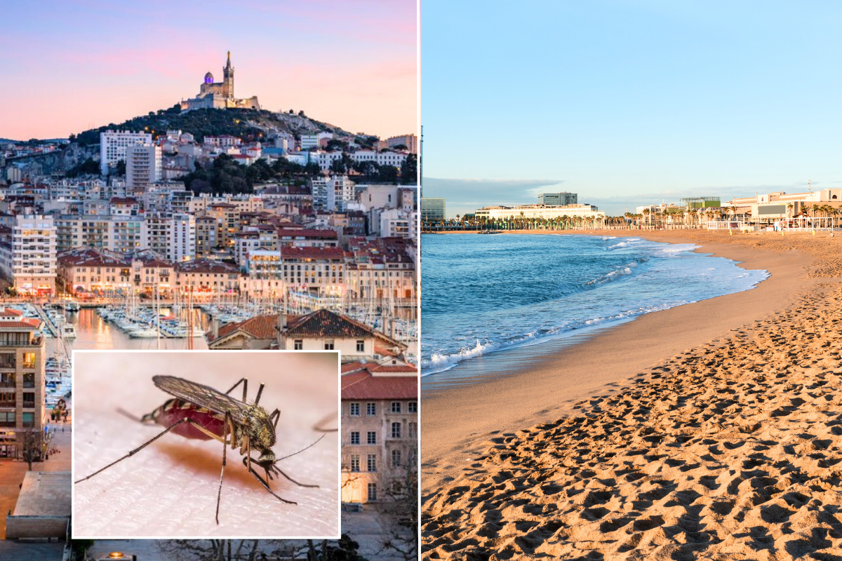 Mosquito/ France / Spain beach