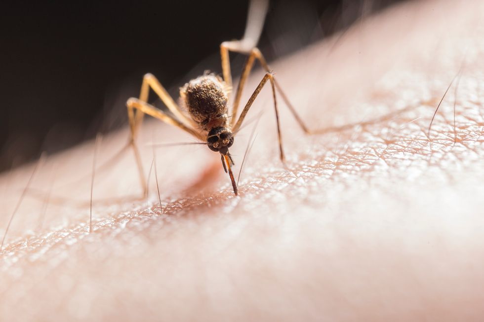 Mosquito on skin