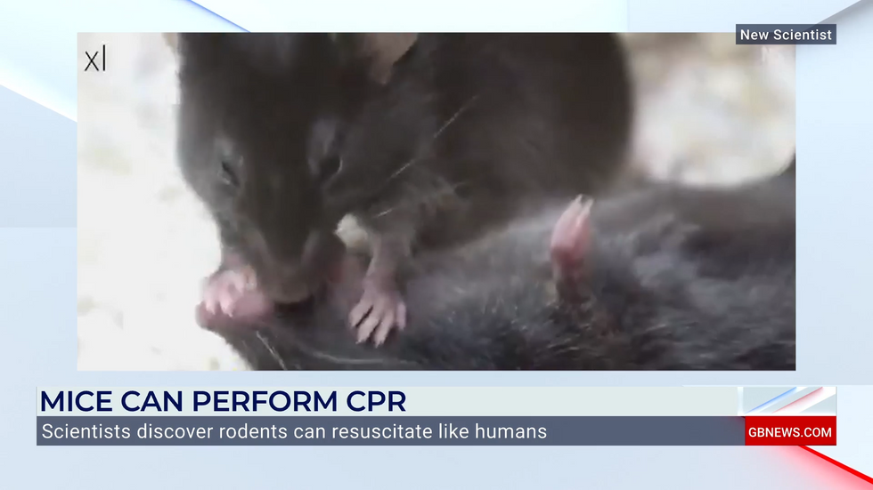 Mouse performing 'cpr'