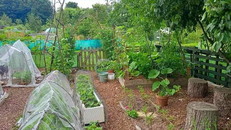 Nocton Park allotments