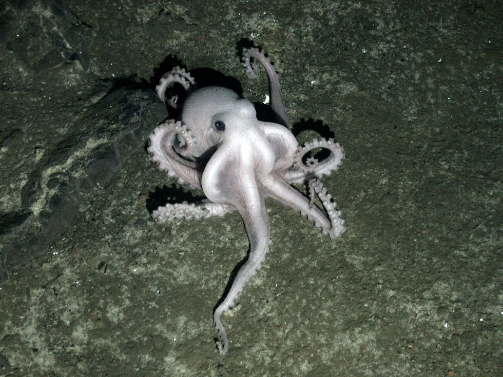 Octopus