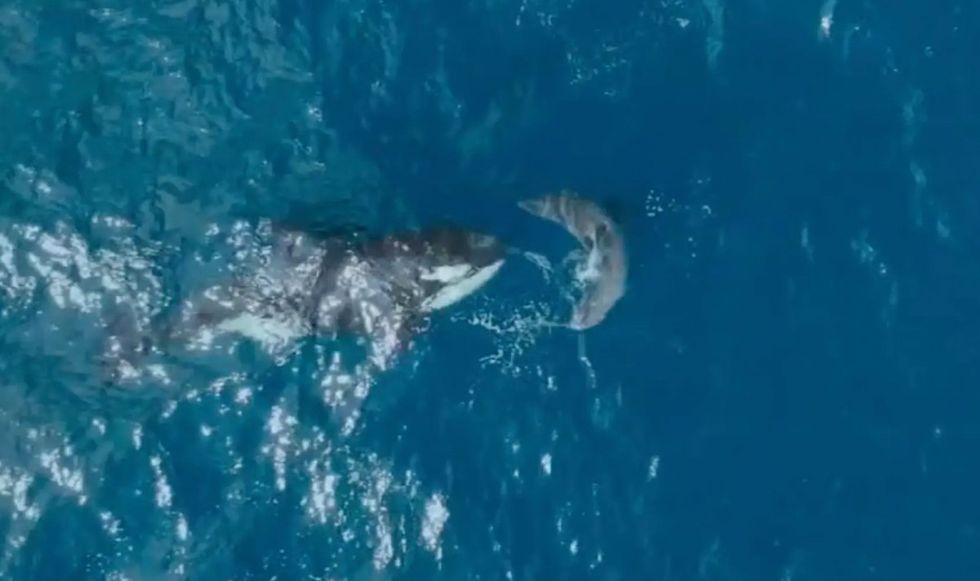 Orca whale killing: Moment whale kills great white shark