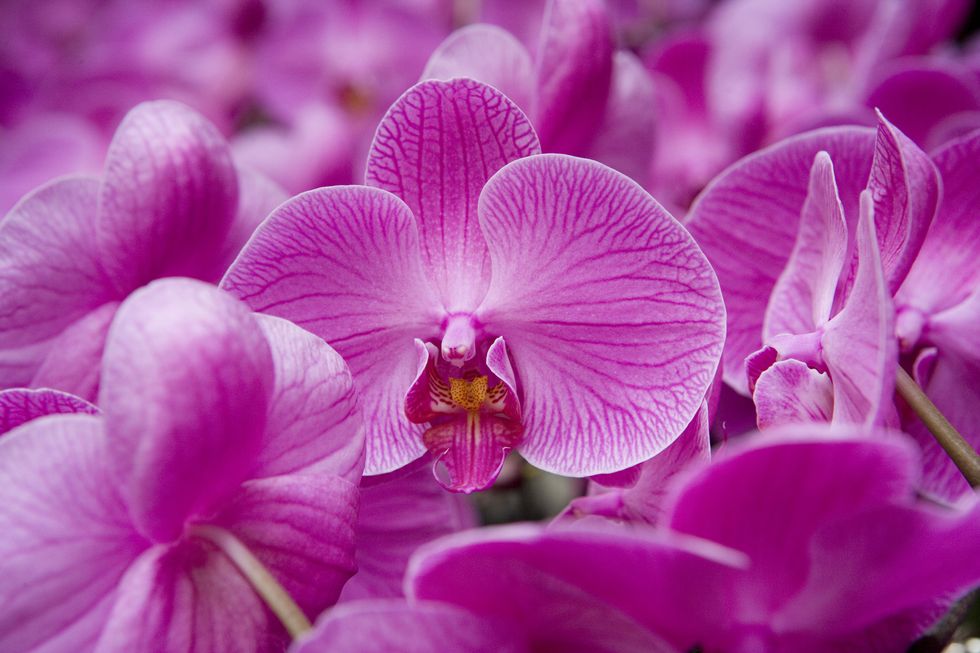 Where to keep your orchids at night to 'kick plants into flowering'