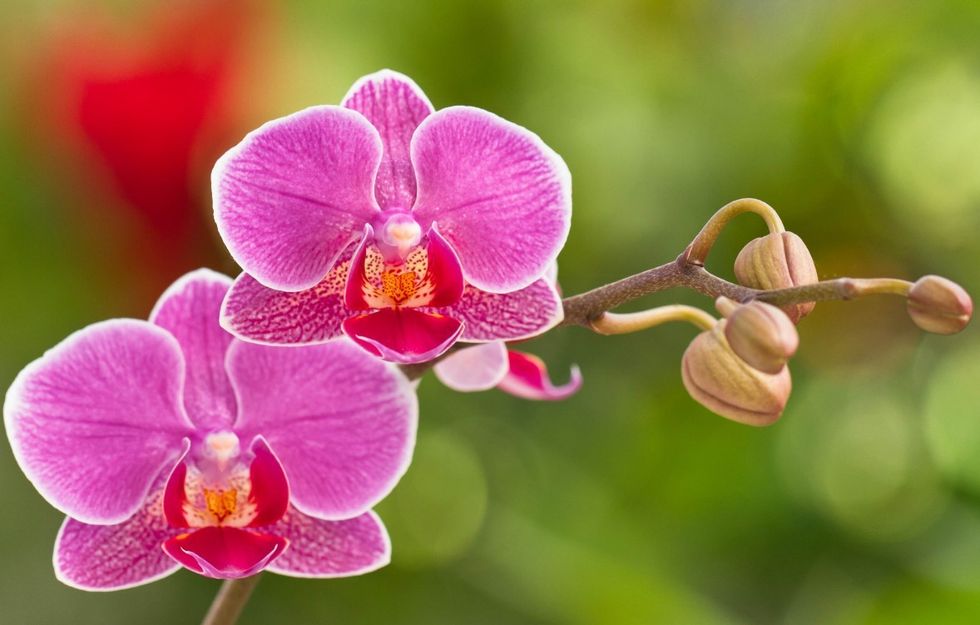 Orchids: Little-known hack has 'massive effect' on the flowering cycles ...