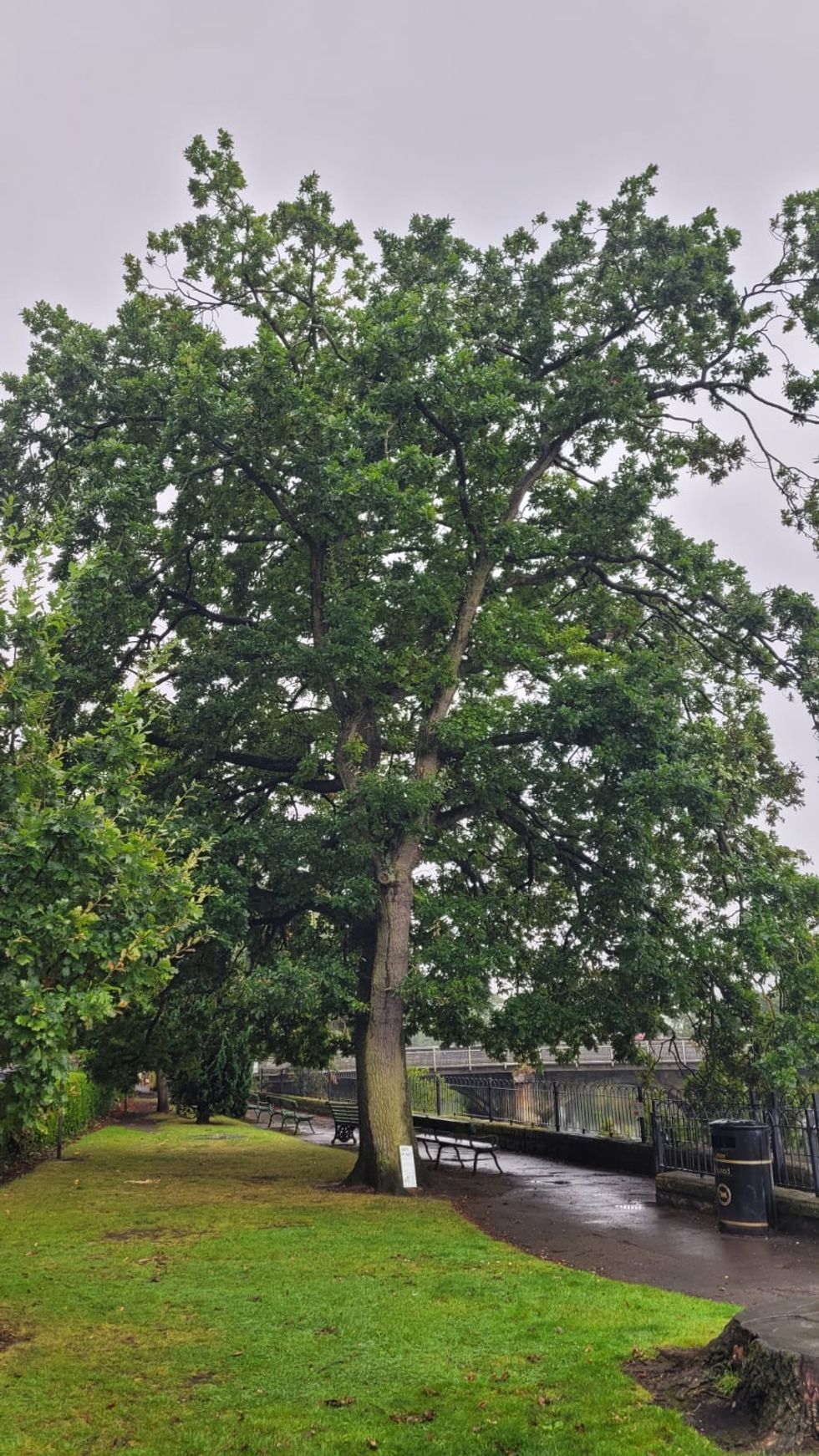 Otley Tittybottle oak tree, at Tittybottle Park