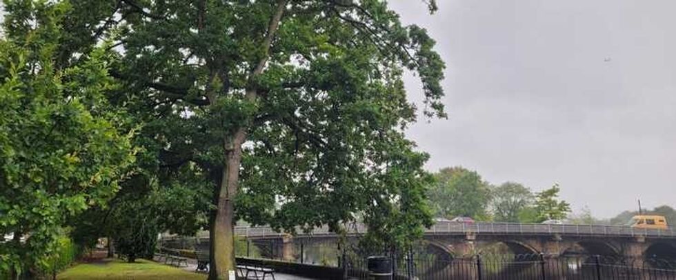 Otley Tittybottle oak tree, at Tittybottle Park