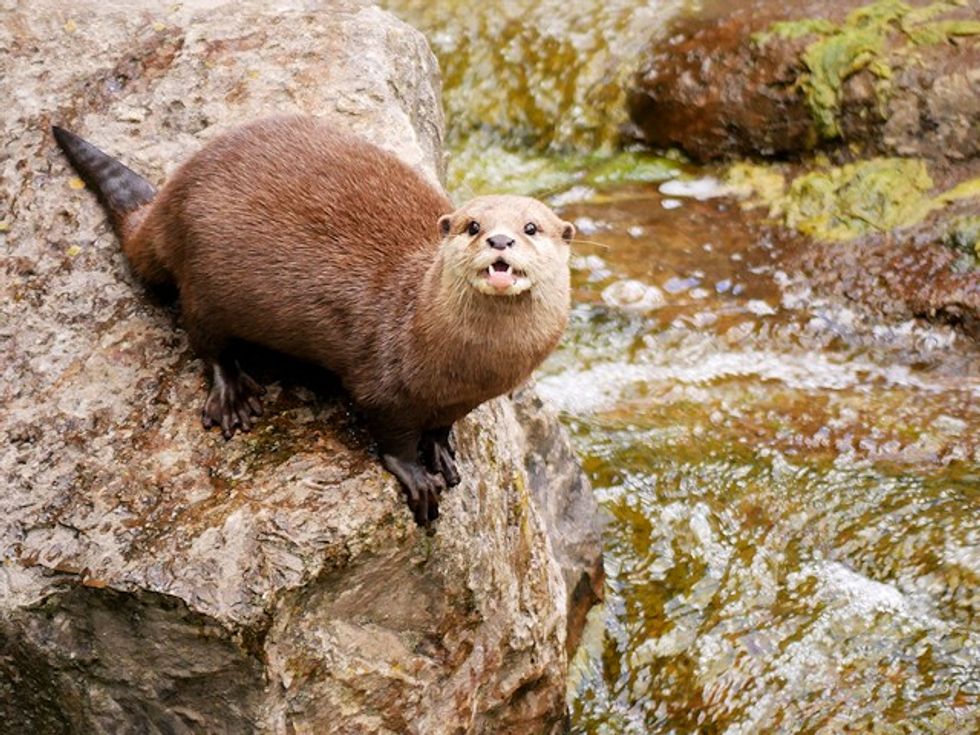 Otter in the wild