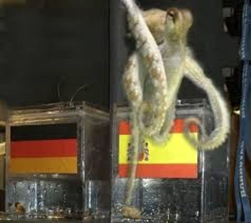 Paul the Octopus