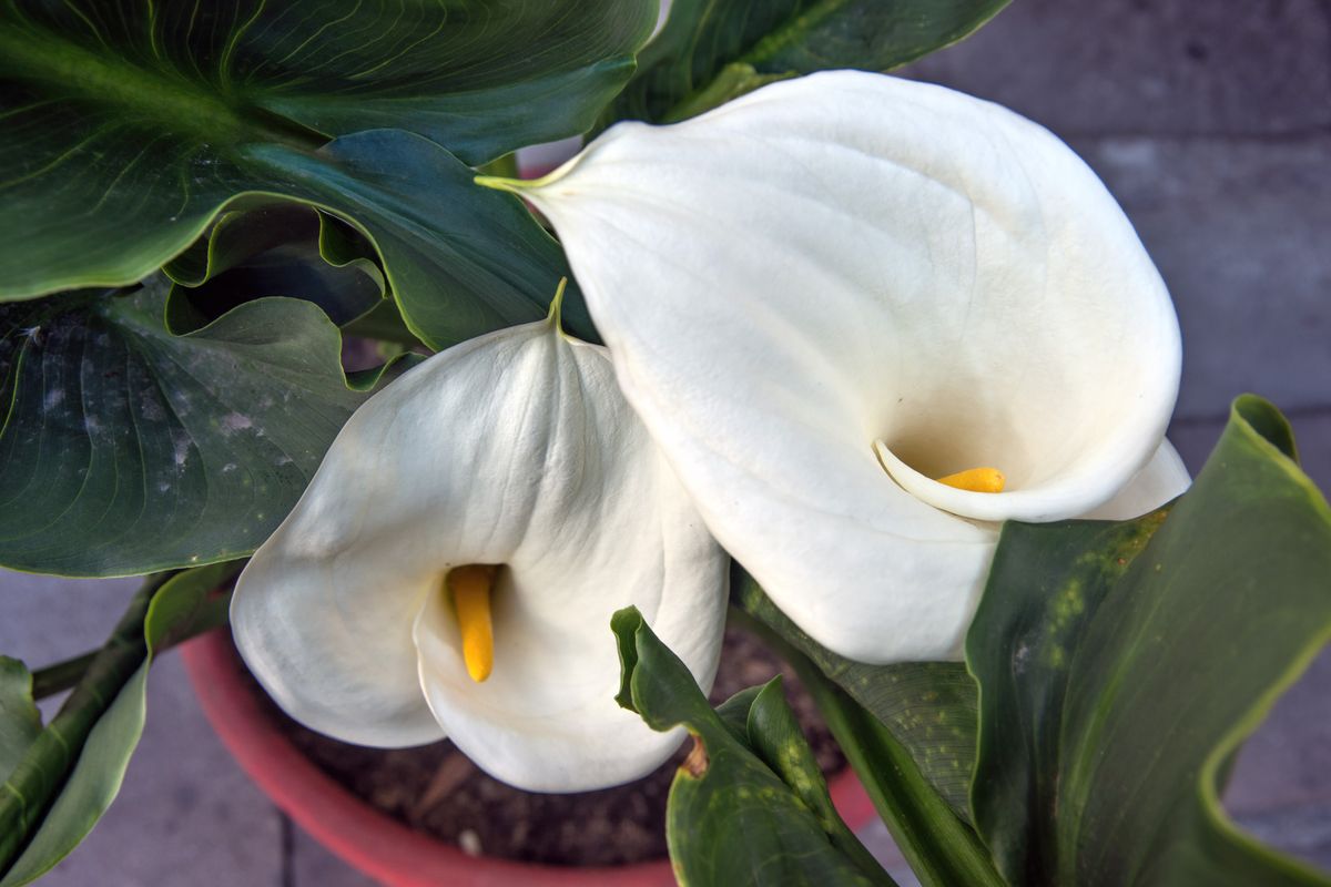peace lilies stock image 
