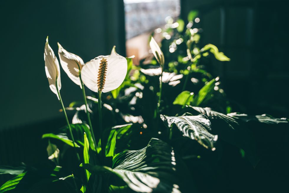 Peace lilies