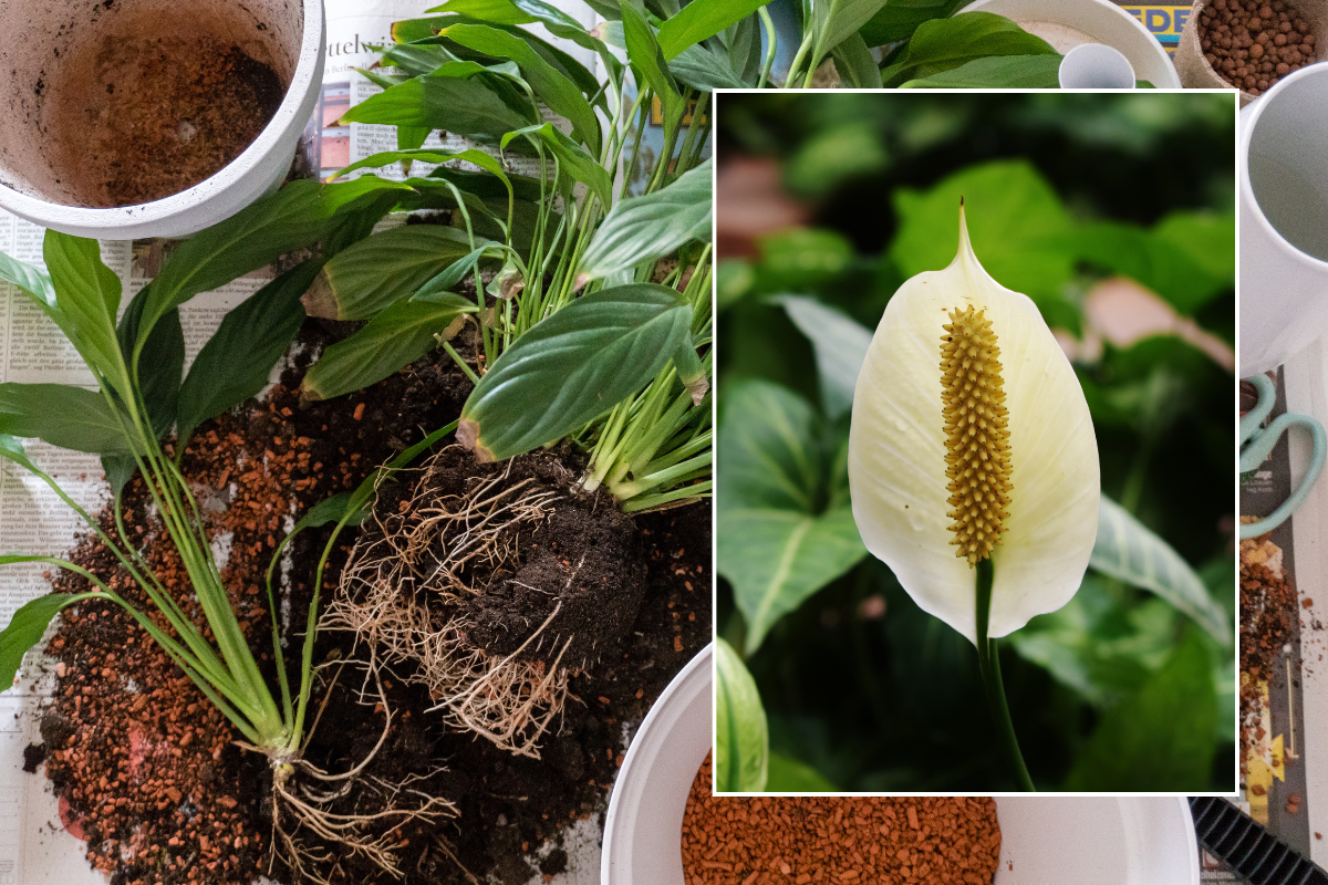 peace lily stock images