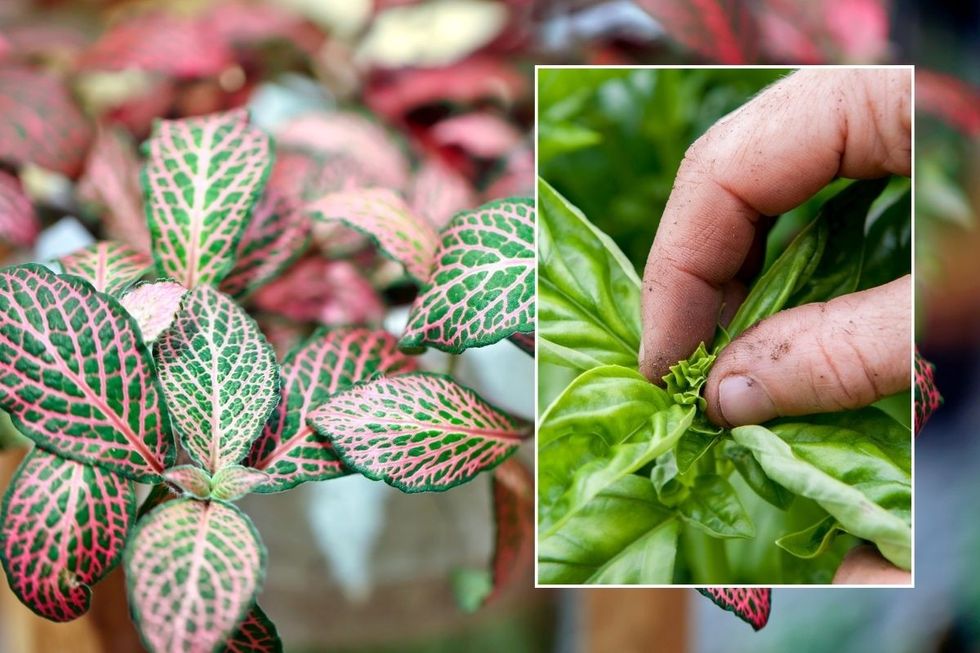 PINCHING HOUSE PLANTS