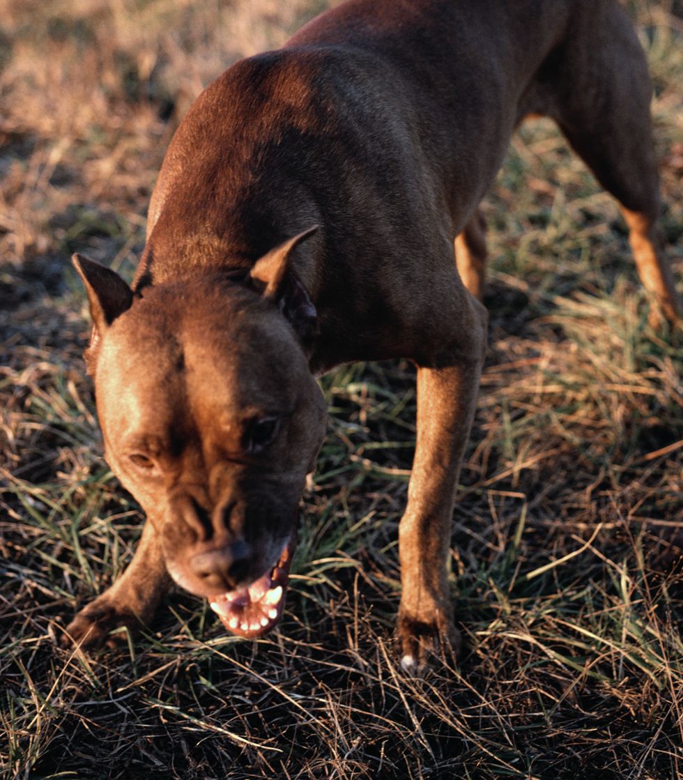 Pitbull (Stock)