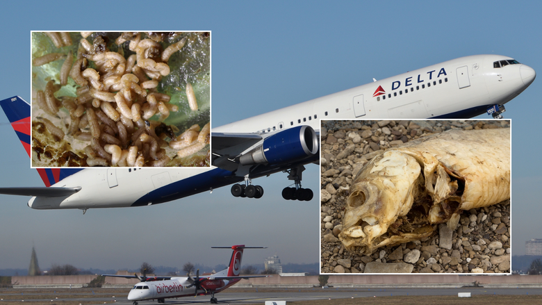 Maggots fall on woman during Delta flight to Detroit: 'She was