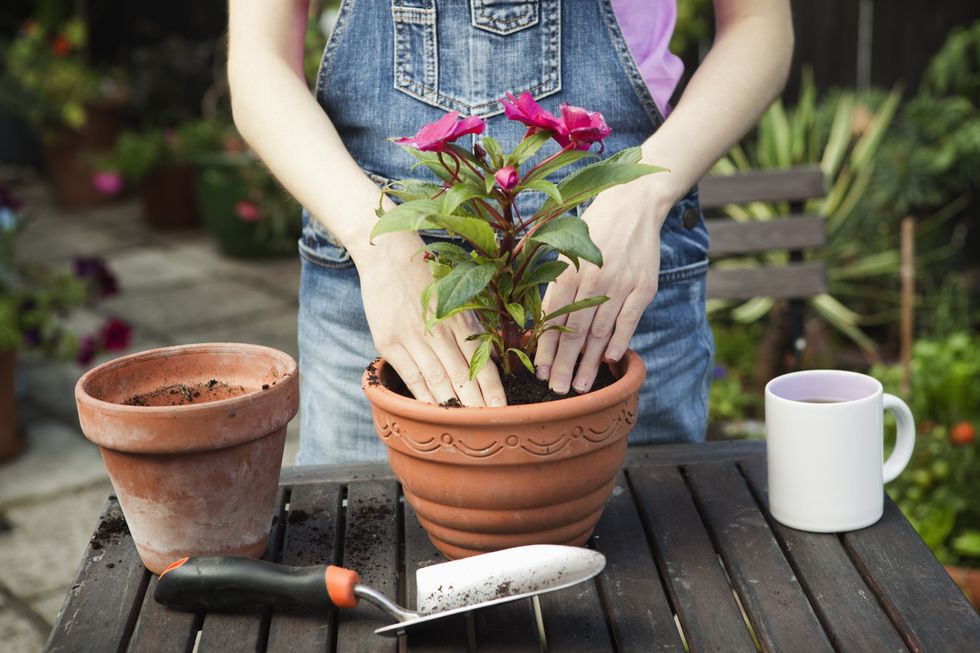 Planting flower