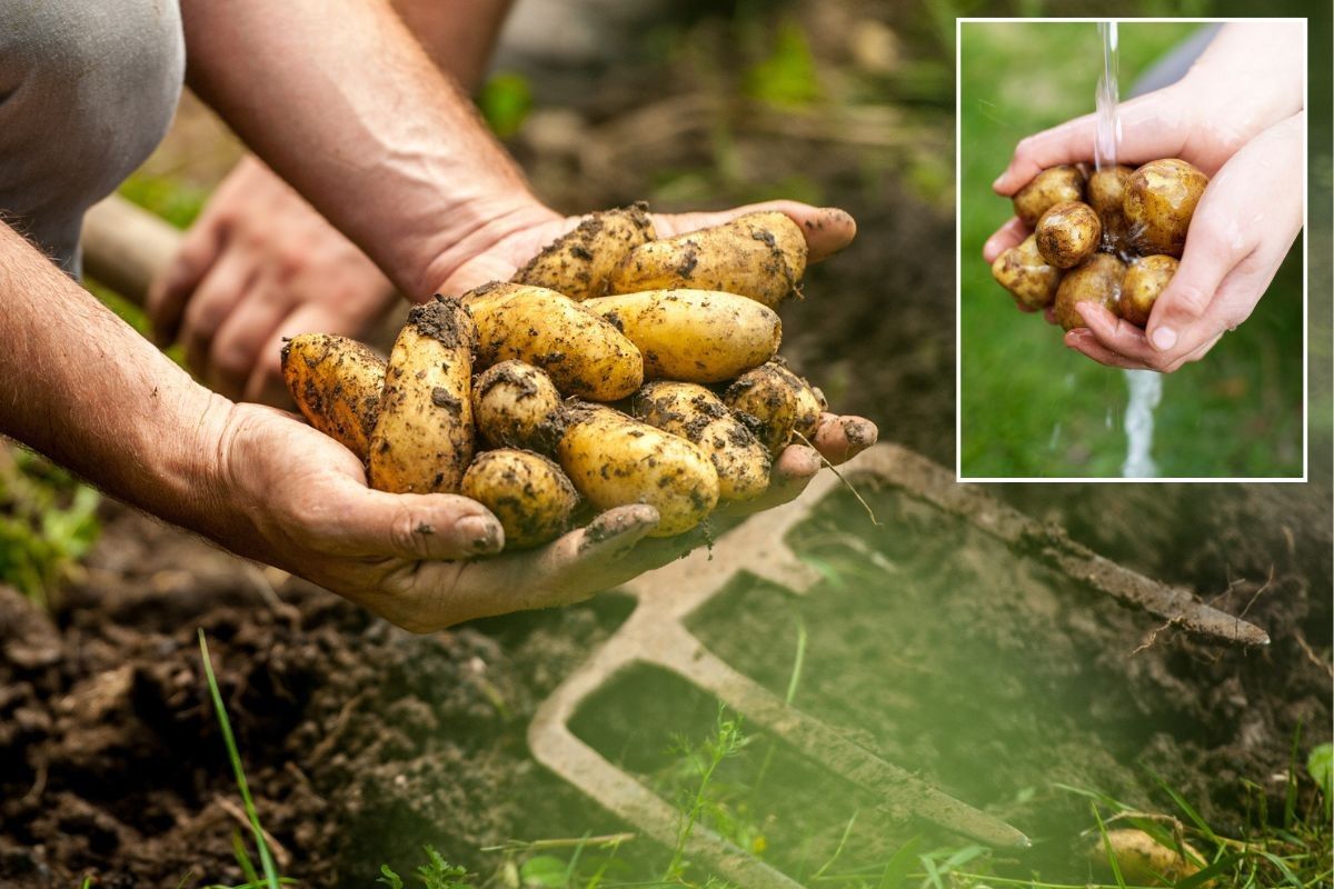 Planting potatoes / Washing potatoe
