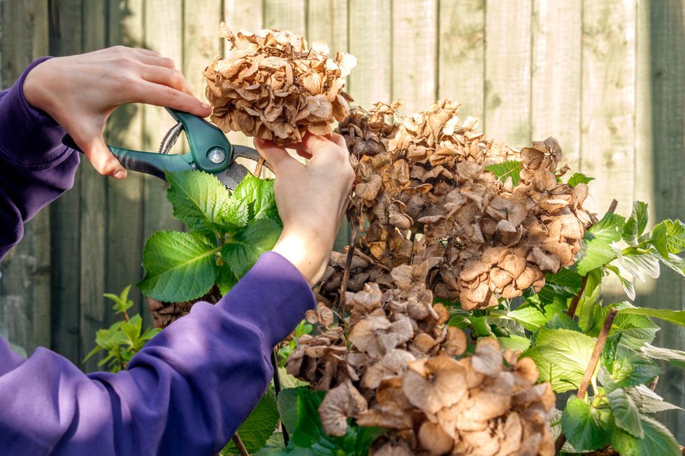 Plants being pruned