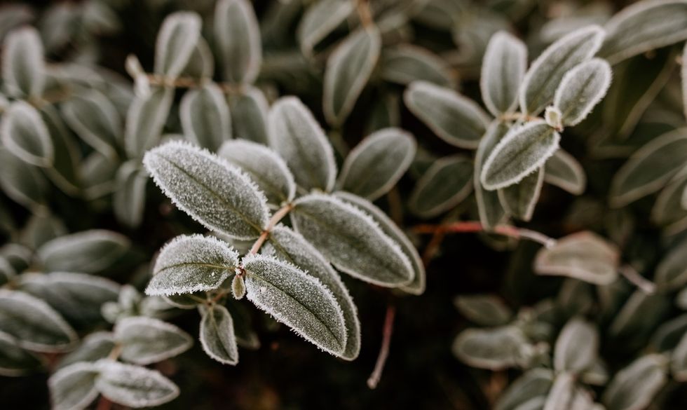 plants in winter