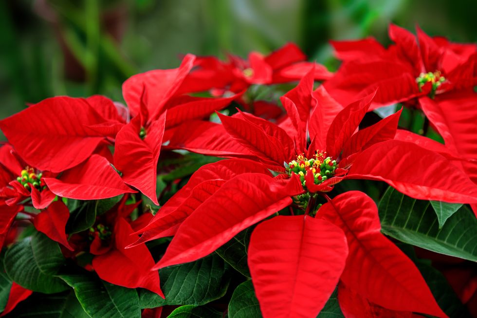 POINSETTIA PLANT