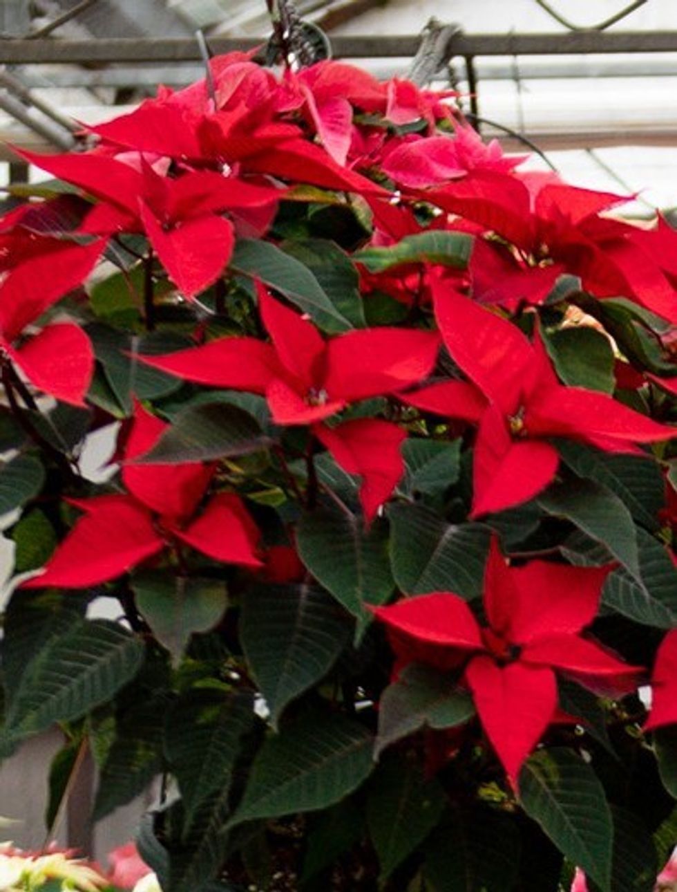 poinsettias