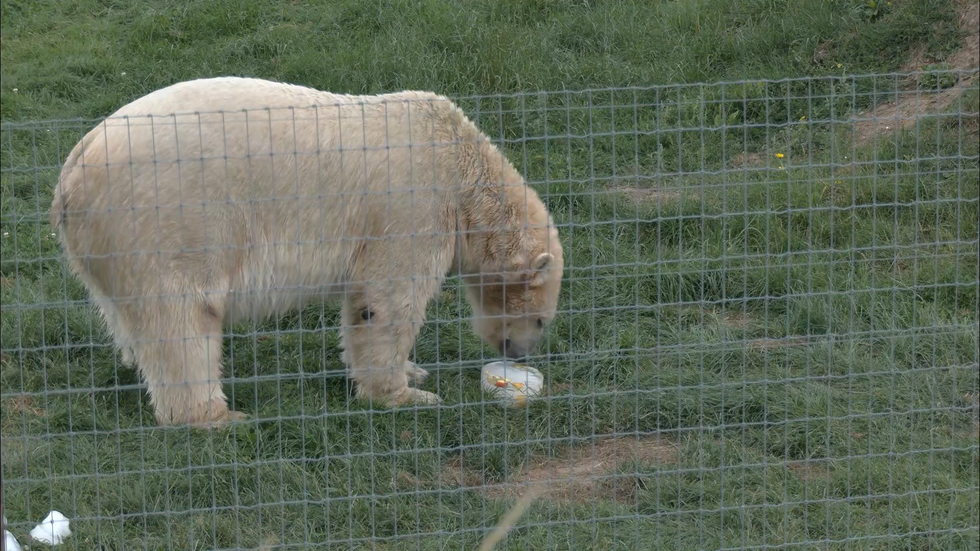 Polar Bear eating a veggie block