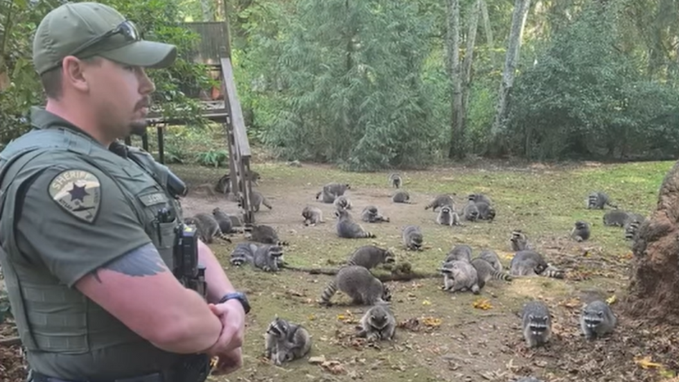 Police and raccoons