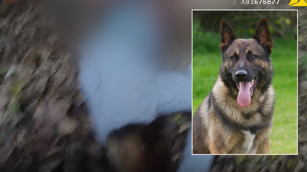 Police dog attack/PD Kyp