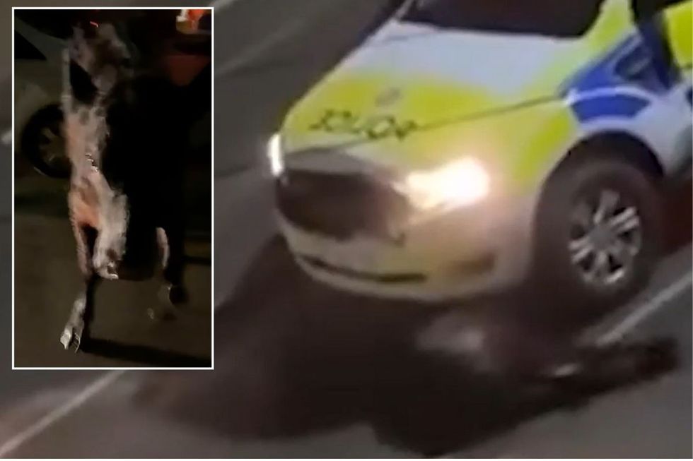 Police officer who rammed escaped cow returns to frontline duties after 'heavy-handed' incident sparked massive backlash