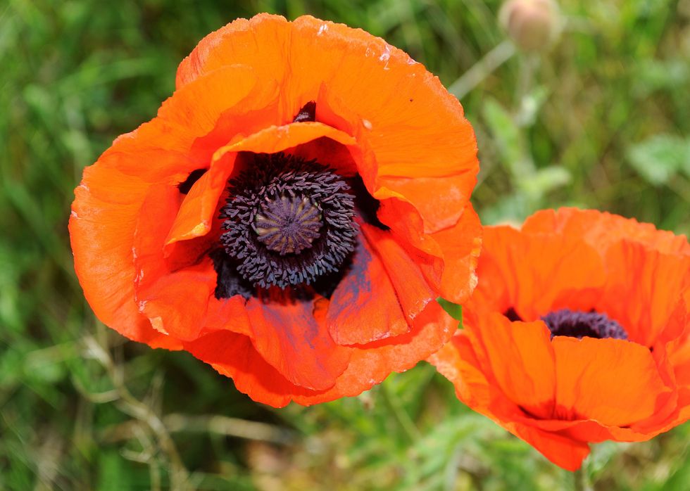 In the garden with GB News: Poppies - everything you need to grow and ...