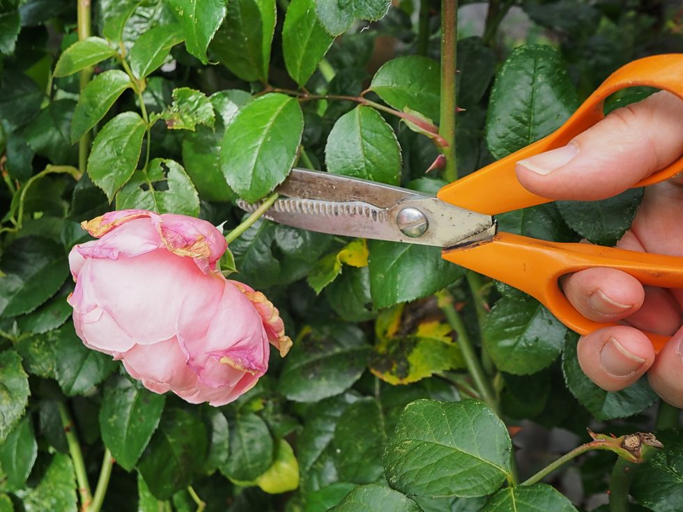 pruning garden flowers 