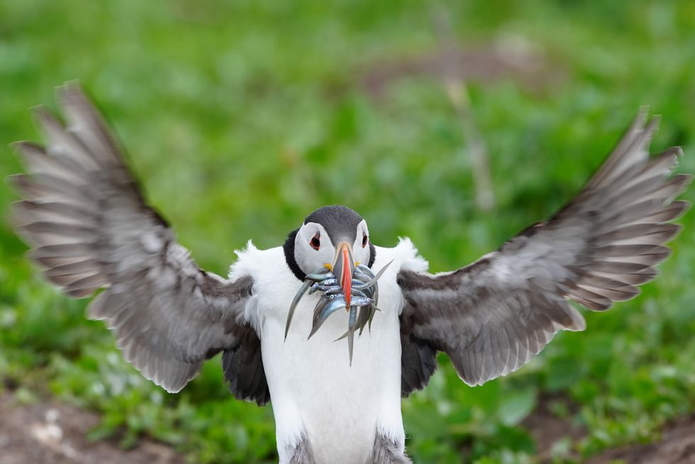 Puffin with sand eels in its mouth