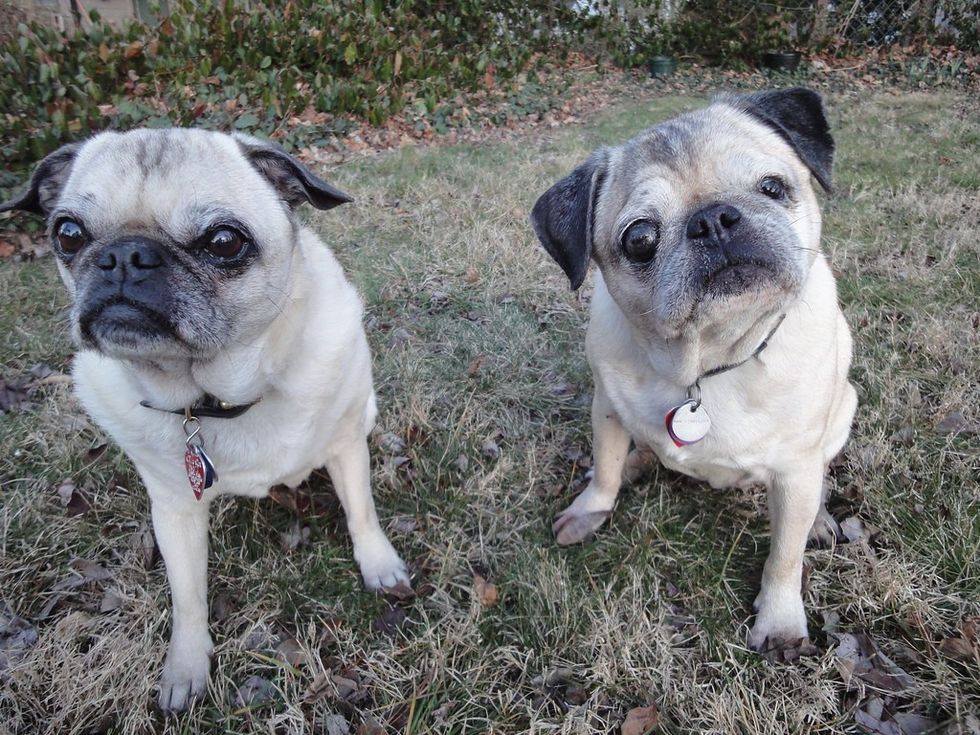 Pugs