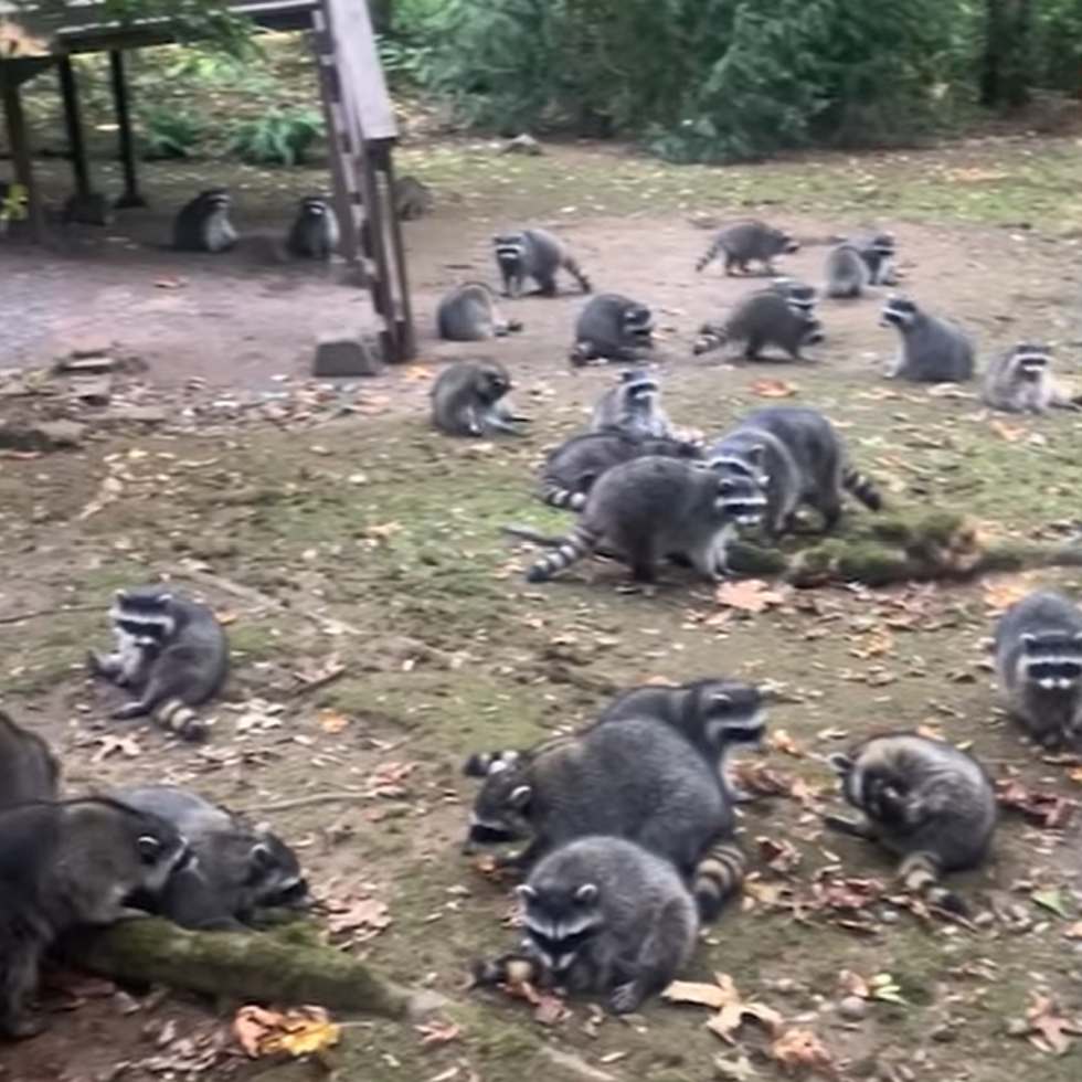 Raccoons