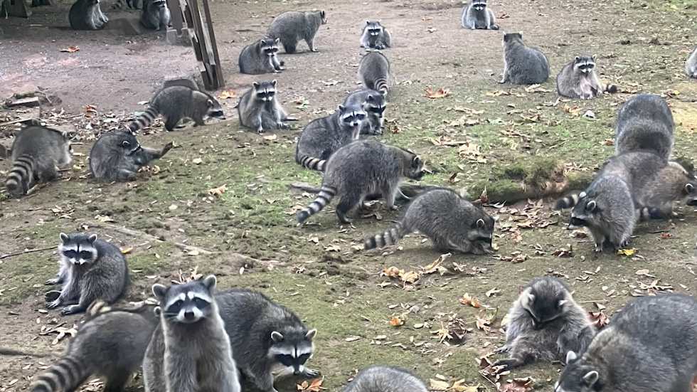 Raccoons