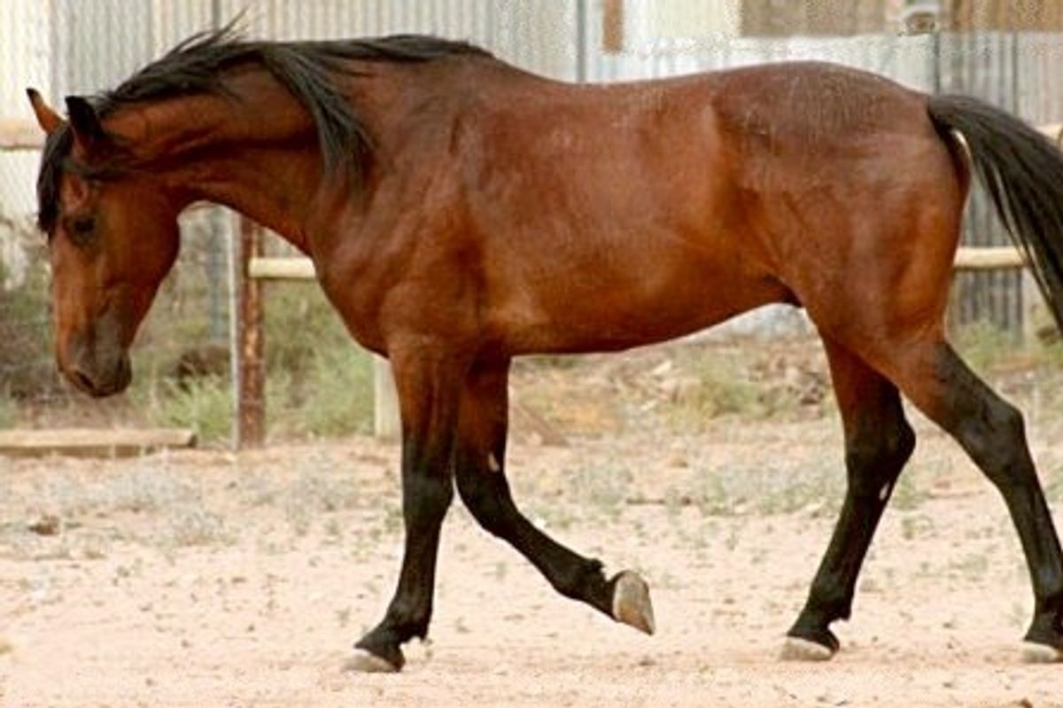 ​Rare Cleveland Bay horse