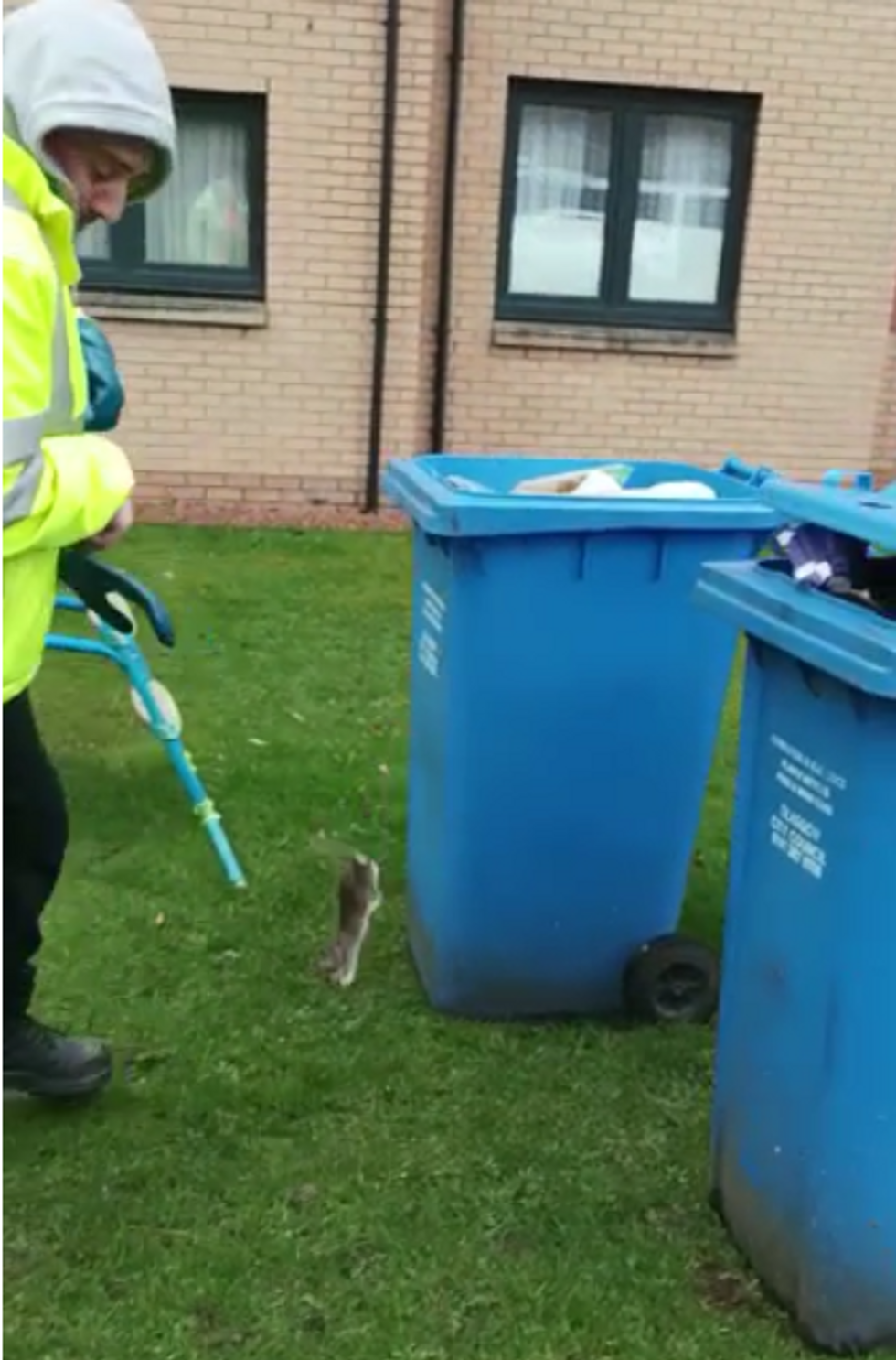 Rat jumping out of bin