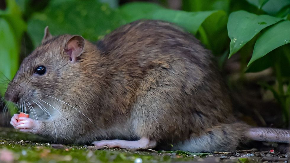 Rat