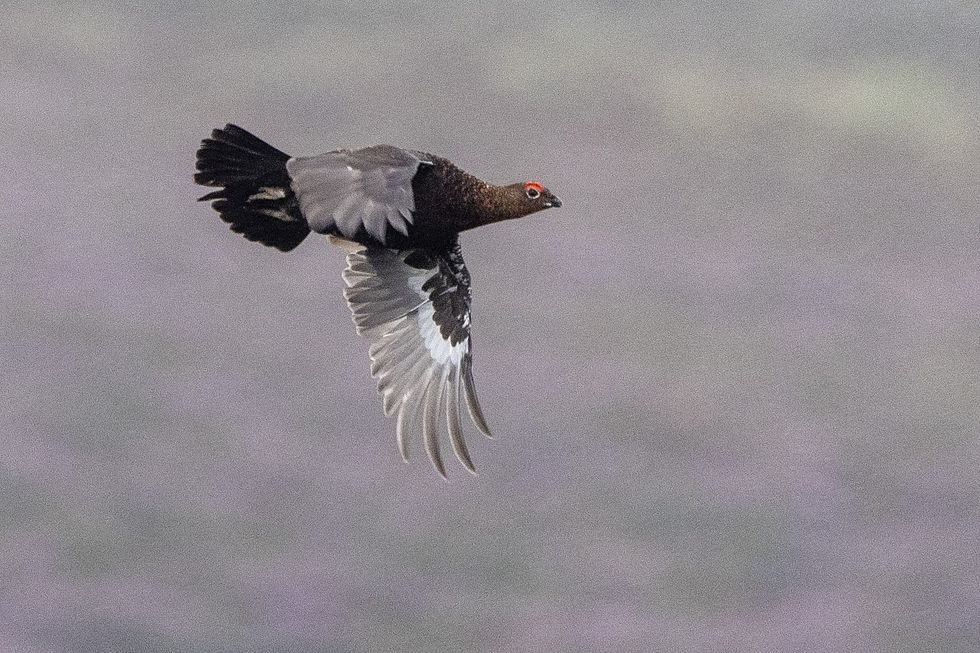 Red grouse