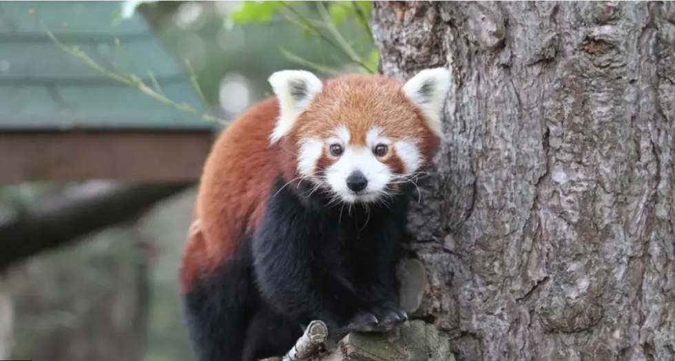 Red panda