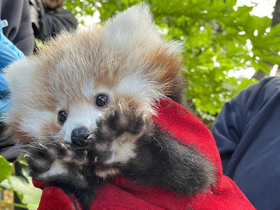 Red panda