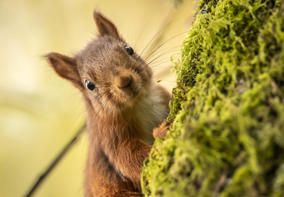 Red squirrel