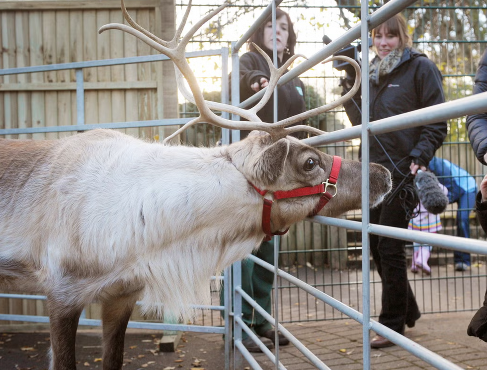 Reindeer