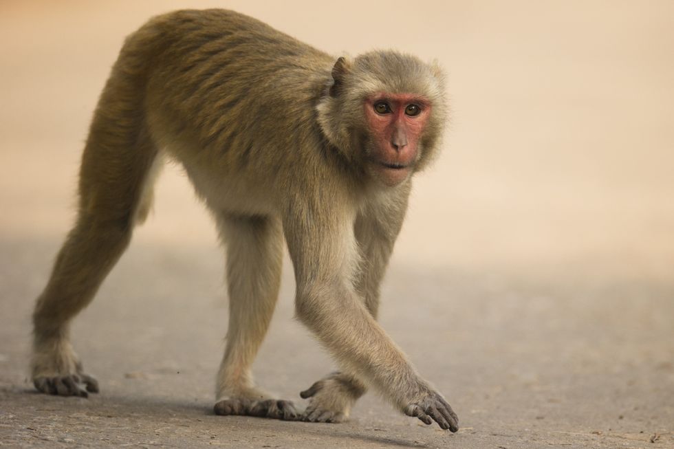 Rhesus macaques