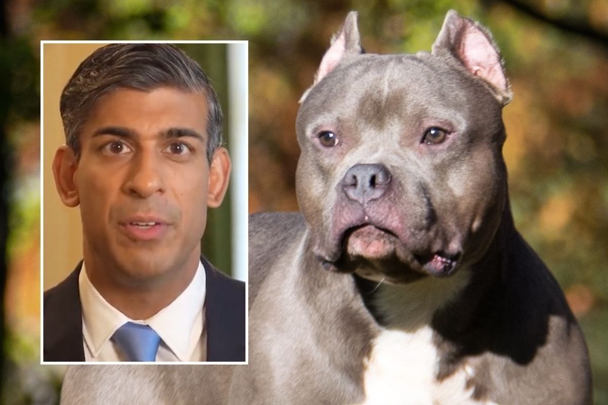 American XL bully dog will be banned, says Rishi Sunak, Animals