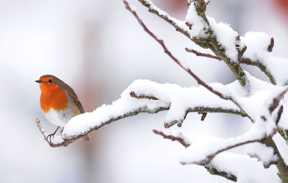 Robin on snow-covered branch