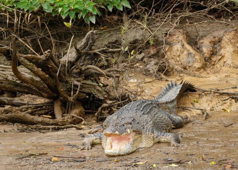 Crocodile sex frenzy triggered by Chinook helicopters and thunder